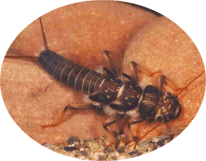 Steinfliegenlarve, Dinocras cephalotes, Foto: Prof.Dr. U. Heitkamp