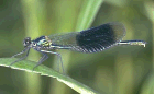 Prachtlibelle, Calopteryx splendens, Foto: Prof.Dr. U. Heitkamp